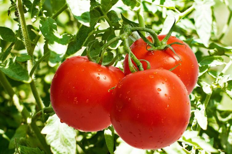 壳寡糖和油菜素甾醇处理对番茄产量和品质的影响