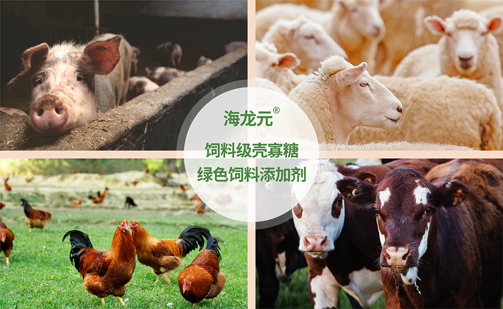 【ChatGPT壳寡糖与饲料】壳寡糖对动物营养的作用？壳寡糖对养殖动物有何益处？