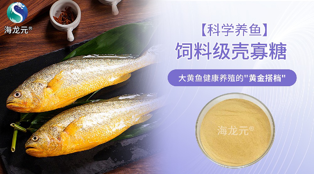 【科学养鱼】饲料级壳寡糖：大黄鱼健康养殖的