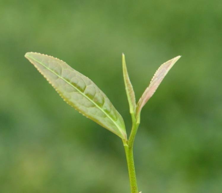 茶树喷施壳寡糖，效果如何？